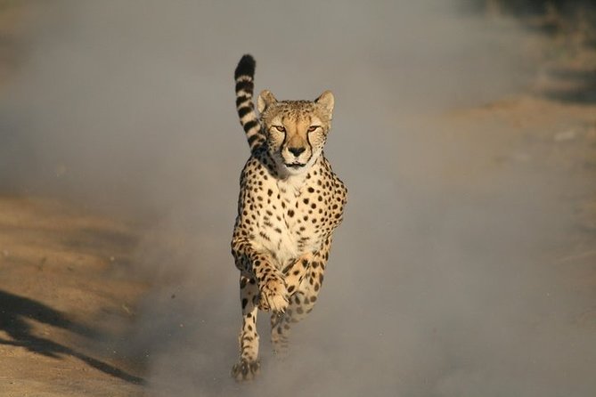 Cheetah Encounter and Cape Wine Lands Tour. - Copyright and Contact Information