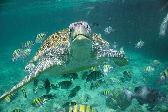 Coba Guided Tour Plus Sea Turtle Snorkeling Adventure and Beachside Lunch - Additional Tips