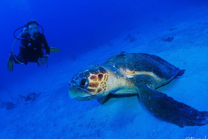 Costa Maya Two-Tank Dive For Certified Divers - Getting There and Location