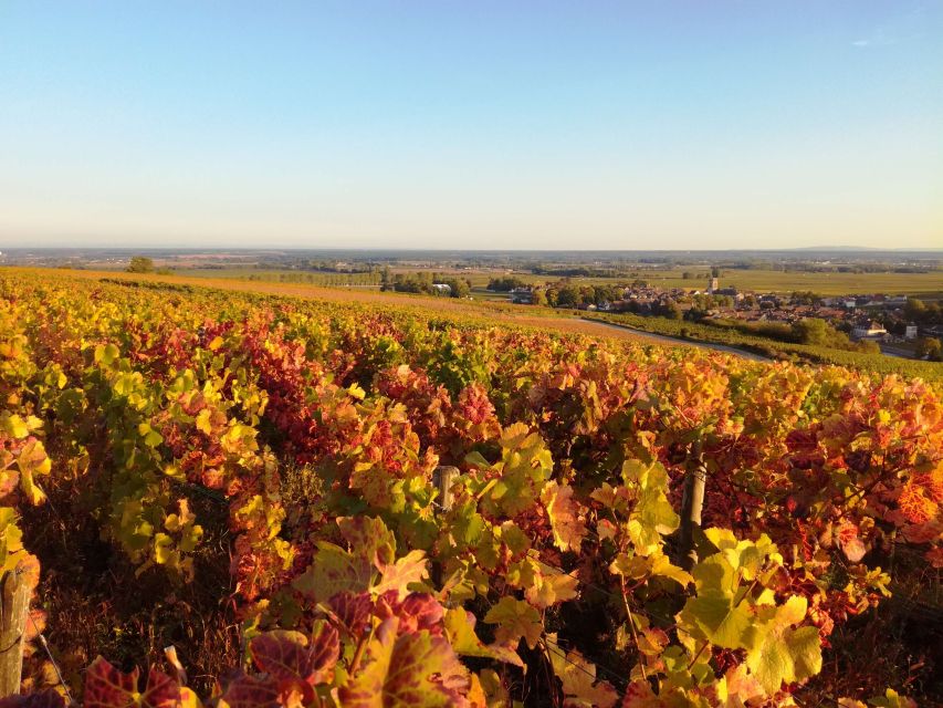 Côte De Nuits Private Local Wineries and Wine Tasting Tour - Recommendations