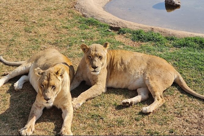 Cradle of Human Kind & Lion & Rhino Park Tour Full Day Tour Private - Additional Resources