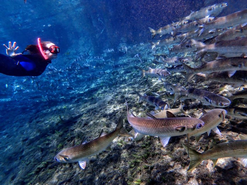 Crystal River: Manatee Swim Group Tour - Last Words