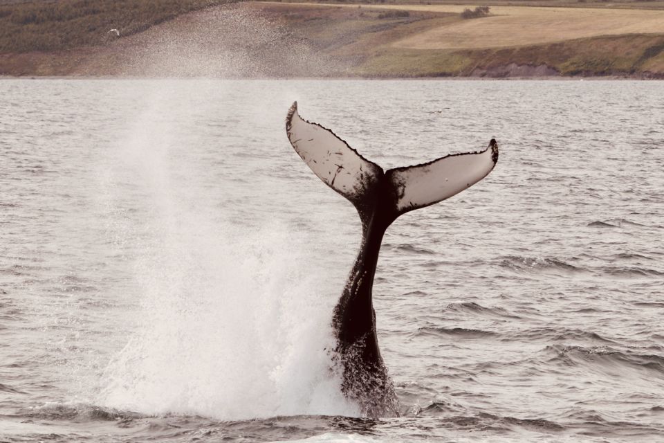 Dalvík: Whale Watching Speedboat Tour - Common questions