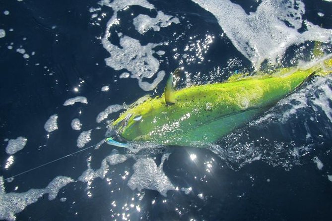 Deep Sea Fishing for 5 Hours From Cabo San Lucas - Last Words