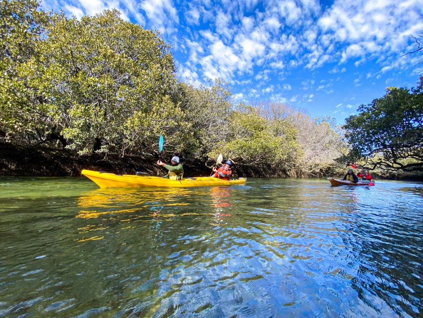 Dolphin Sanctuary and Ships Graveyard Kayak Tour - Common questions