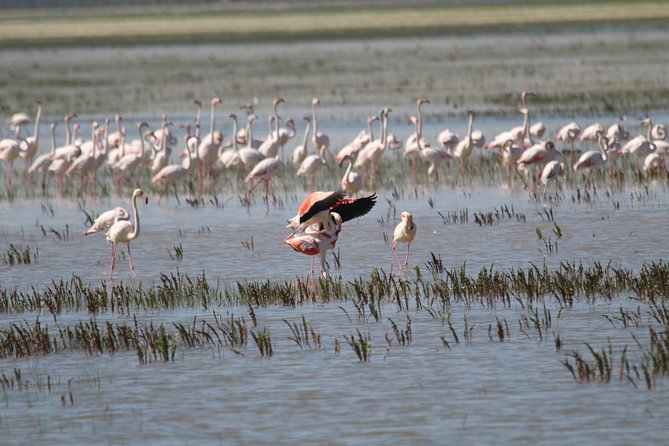 Donana National Park in Two Days From Seville - Last Words