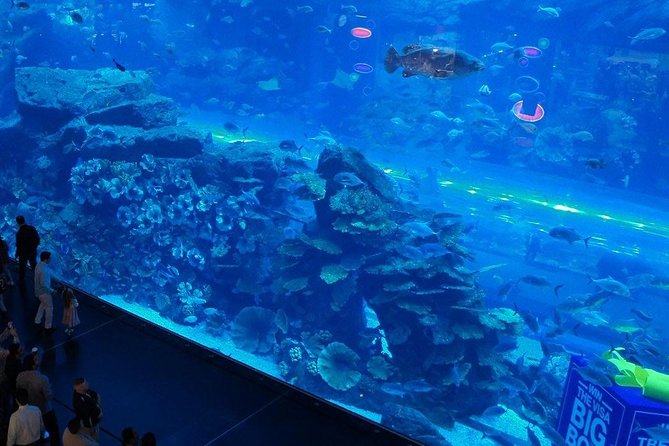 Dubai Aquarium and Underwater Zoo Explorer Tickets - Common questions