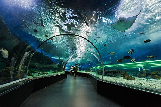 Dubai Aquarium and Underwater Zoo With Penguin - Last Words
