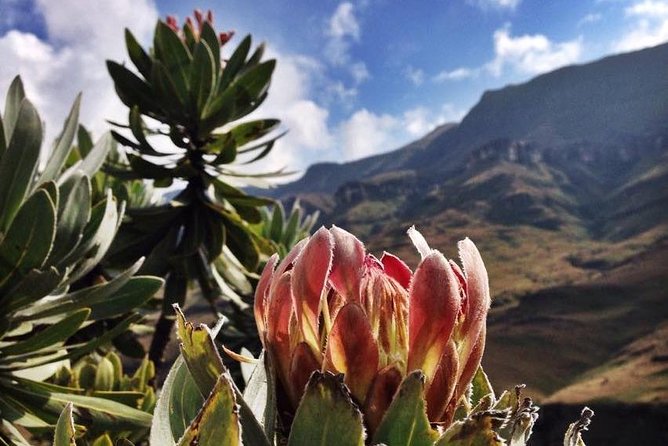 Durban: Journey Along the Epic Sani Pass & Lesotho Tour - Traveler Reviews and Experiences