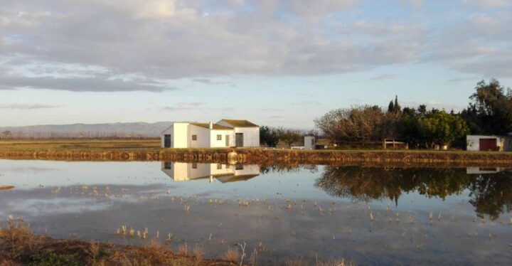 Ebro Delta: Northern Delta Guided Tour With a Local - Experience Description