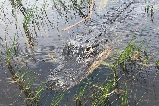 Everglades Airboat Safari Adventure With Transportation - Last Words