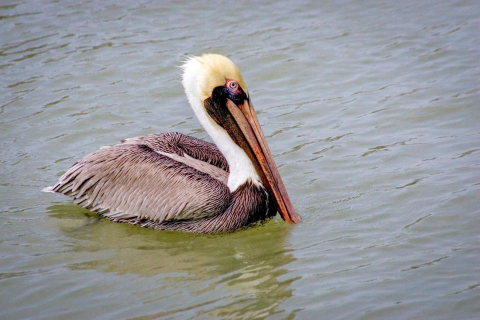 Everglades National Park: Pontoon Boat Tour & Boardwalk - Common questions