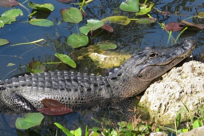 Everglades Tour in Miami - Last Words