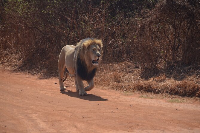 Exhilarating 2 Day Kruger Safari From Nelspruit - Last Words