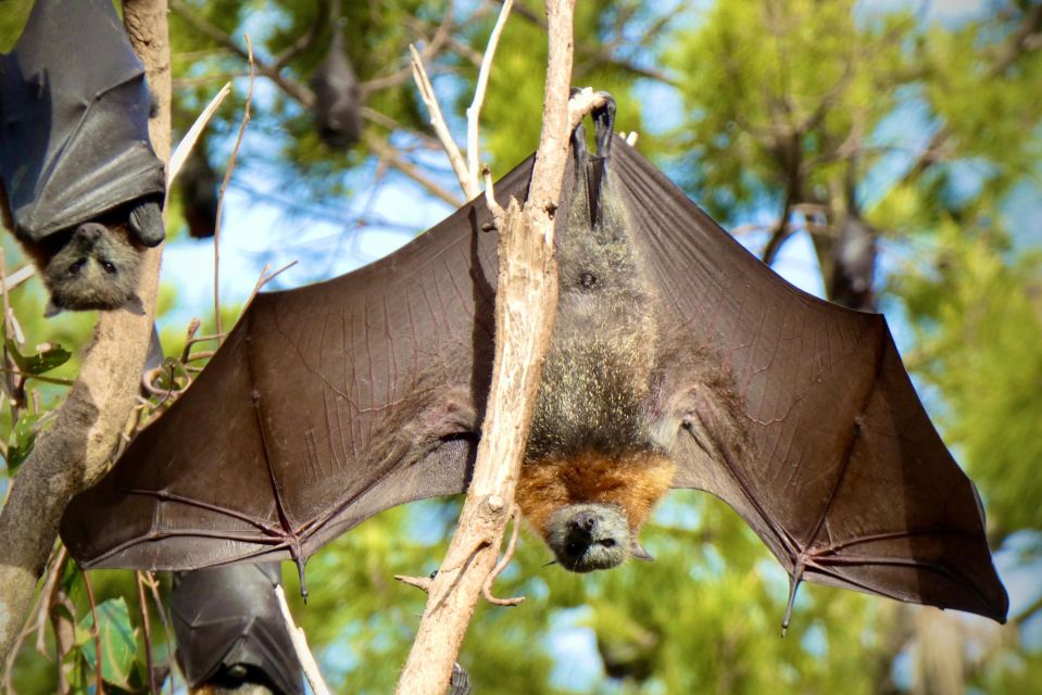 Flying Fox Tour: Australias Largest Bats - Important Information