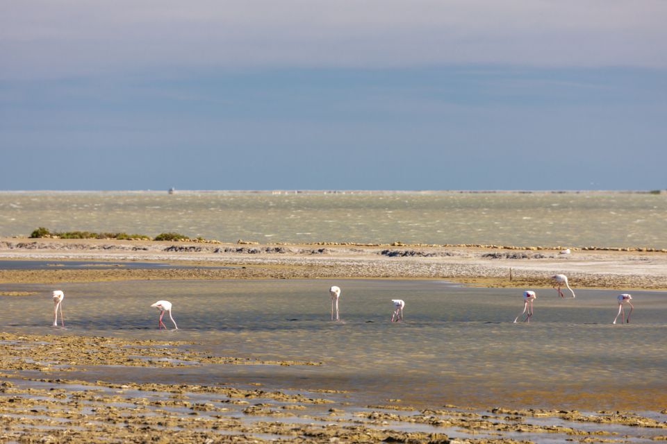 From Arles: Half-Day 4x4 Camargue Safari - Child and Payment Policies