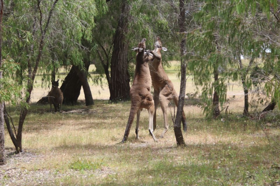 From Busselton: Half-Day Coastal and Wildlife Eco Tour - Local Wildlife and Scenery