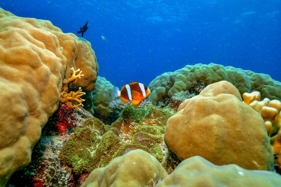 From Cairns: Great Barrier Reef Snorkeling Trip With Lunch - Marine Life Encounters