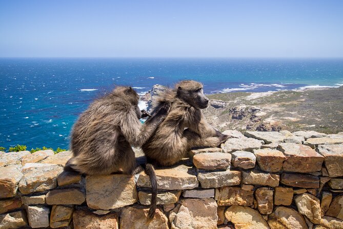 From Cape Town: Table Mountain, Cape of Good Hope & Penguins Including Park Fees - Park Fees Information