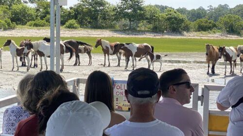 From Chincoteague Island: Assateague Island Boat Tour - Last Words