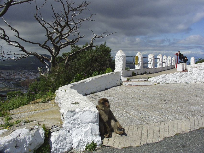 From Costa Del Sol: Day Trip to Gibraltar With Guided Tour - Exploring Gibraltar