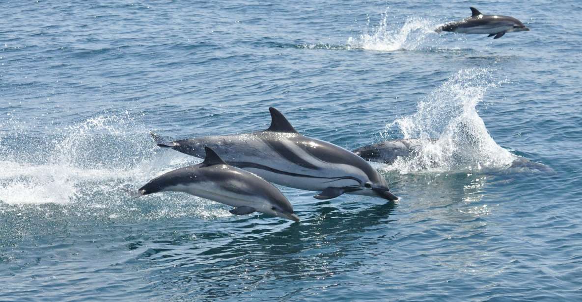 From Costa Del Sol: Gibraltar Dolphin Watching by Boat - Pricing and Booking