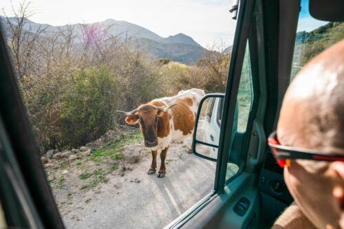 From Granada: Sierra Nevada Guided 4x4 Safari With 1 Drink - Customer Experiences