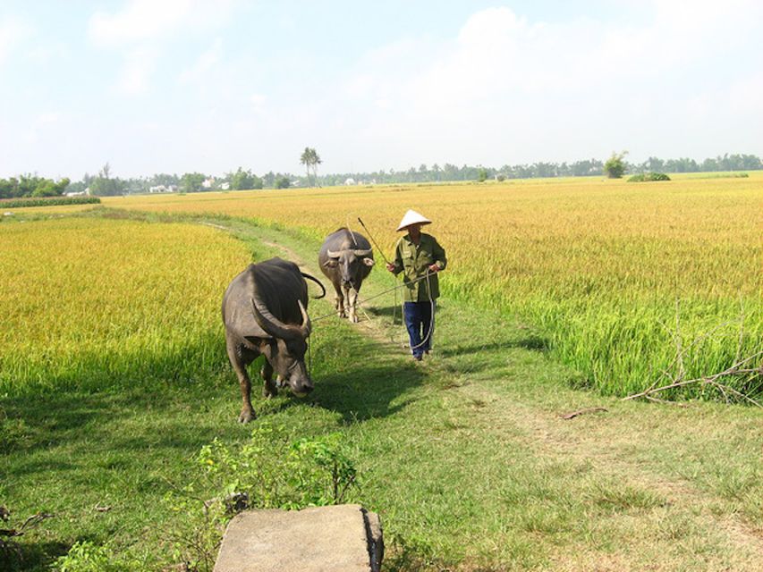 From Hoi An: Half-Day Tra Que Vegetable Village Bike Tour - Common questions