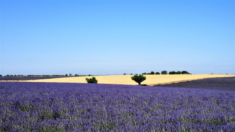 From Marseille: Valensole Lavenders Tour From Cruise Port - Last Words