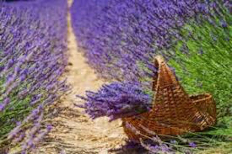 From Nice: Full-Day Provence and Lavender Tour - Common questions