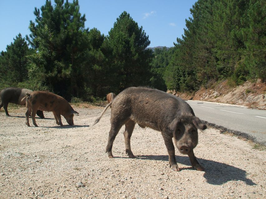 From Porto Vecchio: Corsica Mountain Tour - Last Words