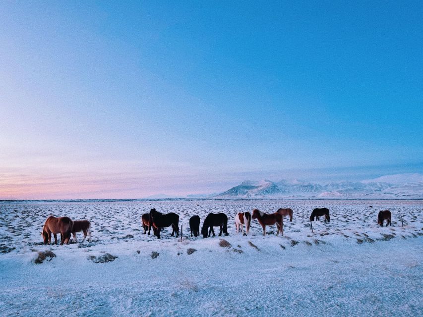 From Reykjavík: Golden Circle, Friðheimar & Lagoon Day Tour - Customer Experiences