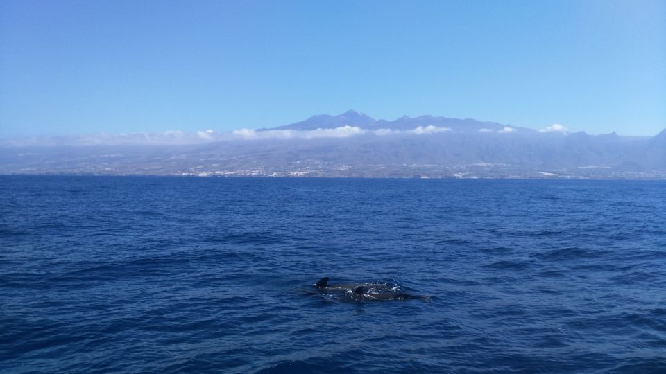 From San Juan Beach : Marine Life Cruise - Last Words