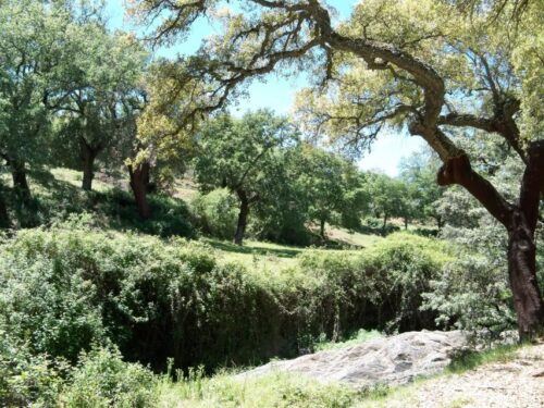 From Seville: Full-Day Aracena & Rio Tinto Mines Tour - Language Options