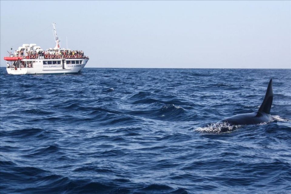 From Seville: Gibraltar Dolphins Watching Day Trip - Common questions