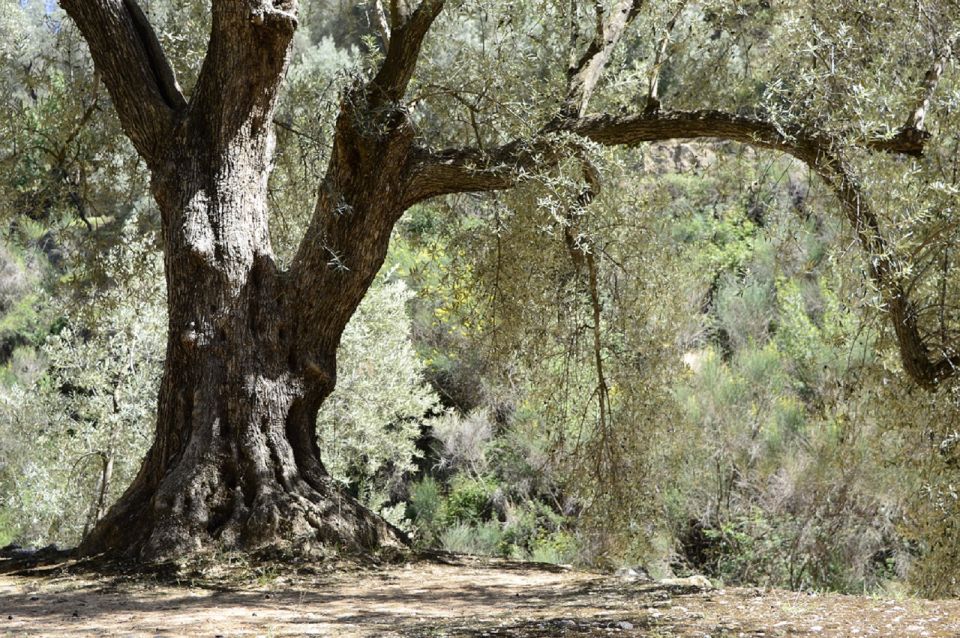 From Seville: Olive Oil Farm Tour - Directions