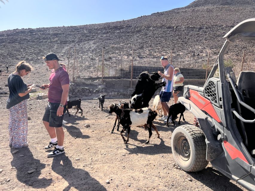 Fuerteventura : Buggy Tour in the South of the Island - Last Words