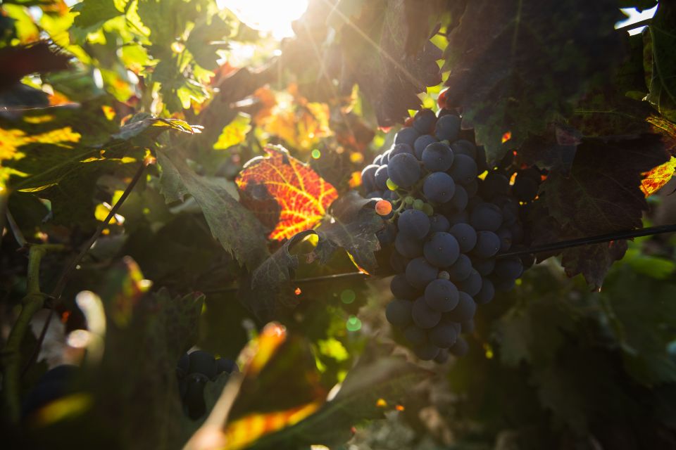 Fuerteventura: Tour of Bodega Conatvs Vineyard With Tasting - Languages and Accessibility