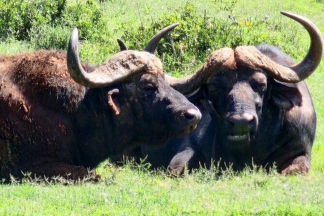 Full Day Addo Park Tours and Safari in South Africa - Last Words