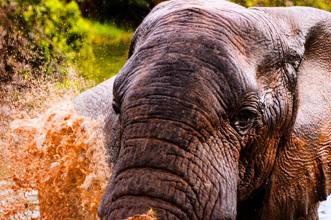 Full Day Big 5 Addo Elephant Park and Schotia Combo Package - Terms and Conditions