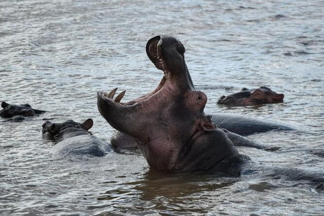 Full Day Isimangaliso Wetlands Game With Boat Cruise From Durban - Last Words