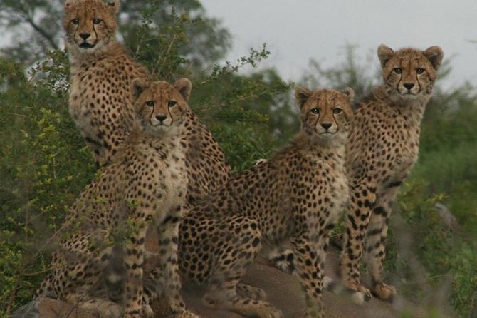 Full-Day Kruger National Park Safari - Last Words