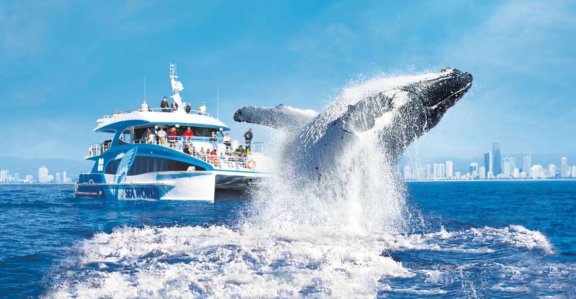 Gold Coast: Premium Whale Watching Cruise With Naturalist - Price and Duration