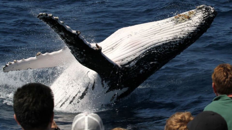 Gold Coast: Whale Watching Guided Tour - Common questions