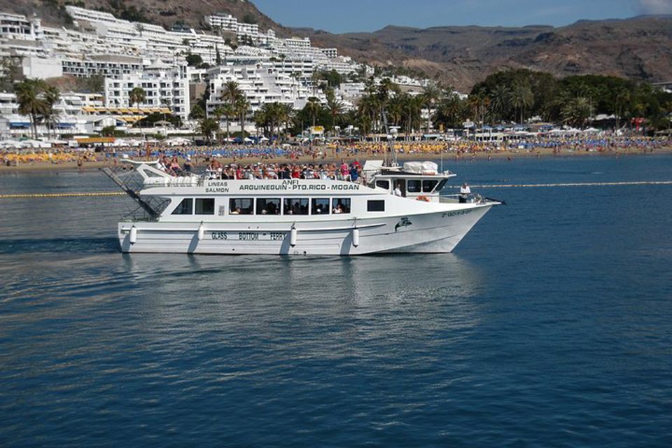 Gran Canaria: Dolphin and Whale Watching Cruise - Last Words