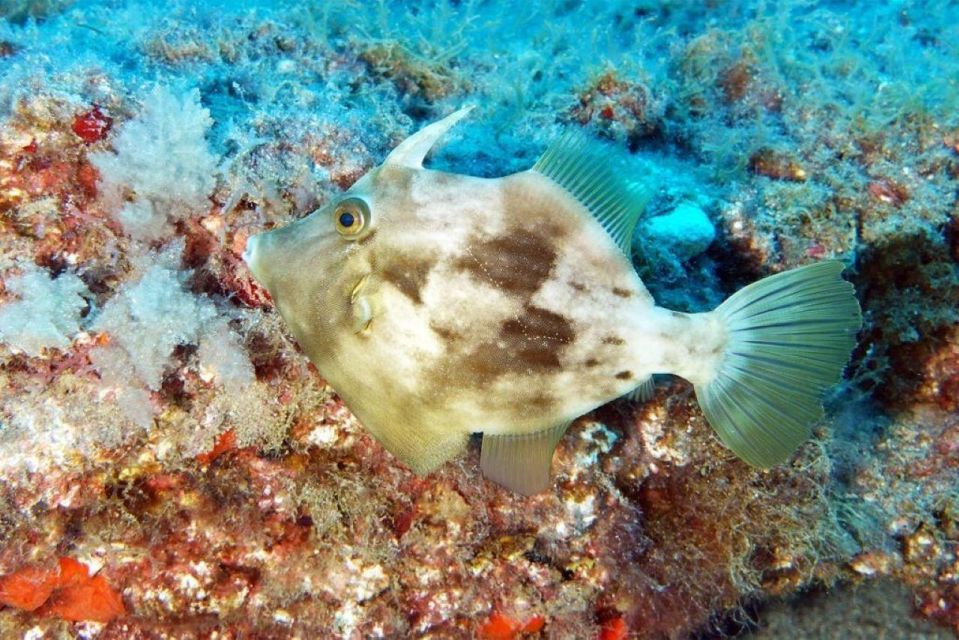 Gran Canaria: Scuba Diving for Beginners - Last Words