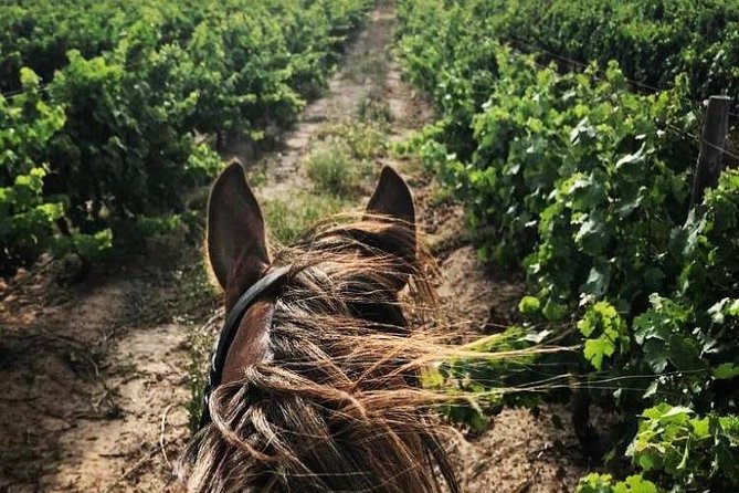 Half Day Horseback Wine Tour - Health and Safety Guidelines