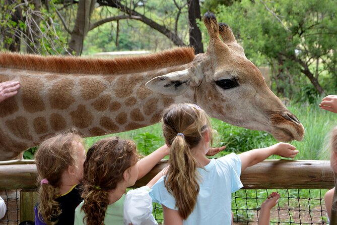 Half Day Lion Park Tour From Johannesburg or Pretoria - Common questions