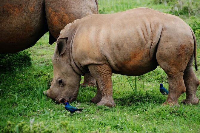 Half-Day Tour to Rhino And Lion Reserve in Krugersdorp - Common questions