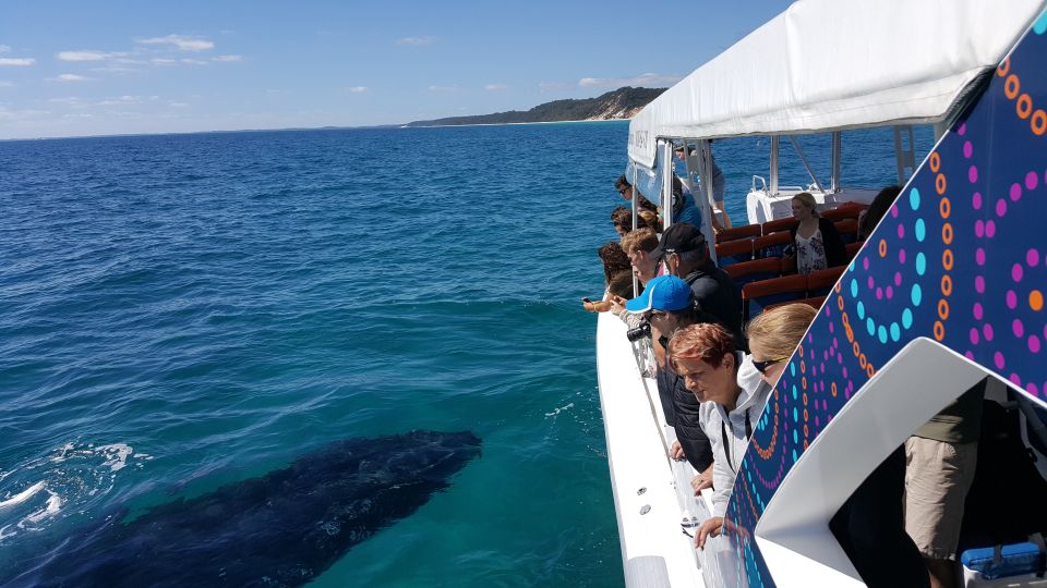 Hervey Bay: Ultimate Whale Watching Experience - Accessibility and Suitability